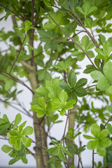 Enkianthus perulatus Kunstpflanze XL 240cm - Finestgreen