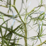 Queensland bottle Baum Kunstpflanze L 200cm - Finestgreen