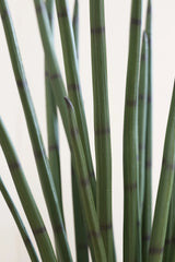 Sansevieria Cylindrica Kunstpflanze L 180cm - Finestgreen