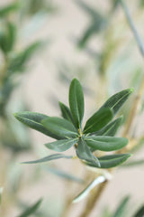 Olivenbaum Kunstpflanze L 180cm - Finestgreen