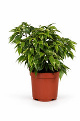 Ficus Benjamina Kinky – Buntblatt