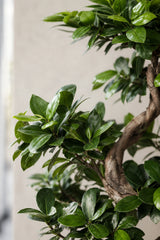 Ficus 'Ginseng' Bonsai