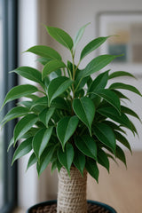 Ficus Natasja Ø:12 H:35 cm