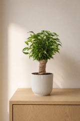 Ficus Natasja