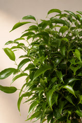 Ficus Natasja