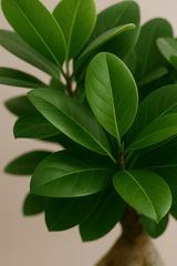Ficus 'Ginseng' Bonsai Ø:12 H:30 cm