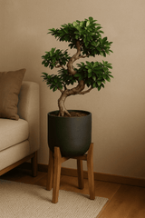 Ficus 'Ginseng' Bonsai Ø:27 H:70 cm Finestgreen
