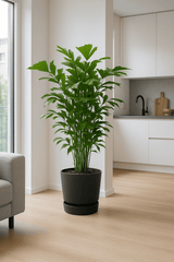 Fischschwanzpalme - Caryota Mitis Ø:24 H:130 cm Finestgreen