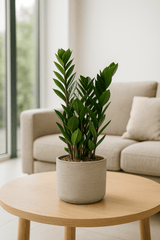 Glücksfeder - Zamioculcas Ø:14 H:50 cm Finestgreen