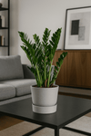 Glücksfeder - Zamioculcas Ø:21 H:80 cm