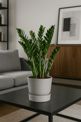 Glücksfeder - Zamioculcas Ø:21 H:70 cm