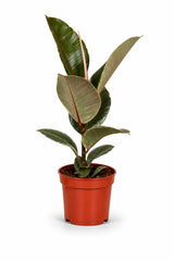 Gummibaum - Ficus elastica Tineke