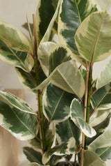 Gummibaum - Ficus elastica Tineke - Finestgreen