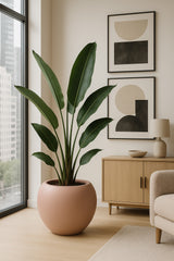 Stream Elemental - Puderrosa