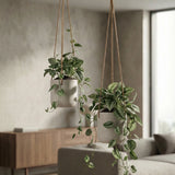 Hanging Charlie Set Grau Finestgreen || Abgebildete Größen: XS & S