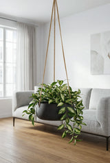Hanging Eileen Schwarz Finestgreen