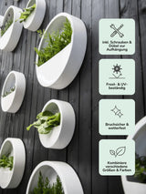 Hanging Wally Matt Weiß