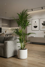 Kentia Palme kaufen — große Howea forsteriana als raumgreifende Zimmerpflanze, 170 cm