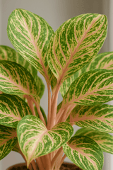Kolbenfaden - Aglaonema Coco Melon Ø:19 H:60 cm