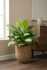 Kolbenfaden - Aglaonema Silver Bay - Finestgreen