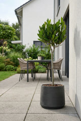 Laurus Nobilis - Echter Lorbeer auf Stamm - Finestgreen