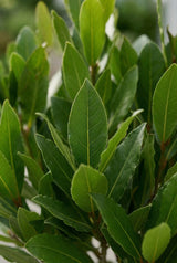 Laurus Nobilis - Echter Lorbeer auf Stamm - Finestgreen
