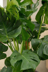 Monstera Deliciosa mit Moosstab - Finestgreen