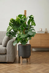 Monstera Deliciosa mit Moosstab - Finestgreen