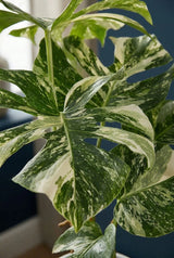 Monstera Variegata Zimmerpflanze — begehrte Pflanze mit weißen und grünen Blattmustern