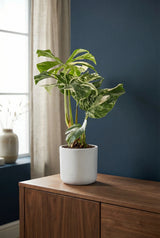 Monstera Deliciosa Variegata kaufen — seltenes weißgeschecktes Fensterblatt, 45 cm