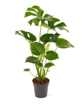 Fensterblatt (Monstera deliciosa) im Kulturtopf Ø 19 cm, ca. 70 cm hoch – freigestellt