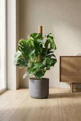 Monstera Deliciosa mit Moosstab - Finestgreen
