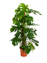 Monstera mit Moosstab (Monstera deliciosa) im Kulturtopf Ø 24 cm, ca. 110 cm hoch – freigestellt
