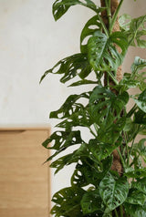 Monstera Monkey Leaf mit Moosstab Ø:27 H:160 cm Finestgreen