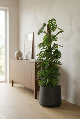 Monstera Monkey Leaf mit Moosstab Ø:27 H:160 cm Finestgreen