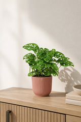 Monstera Obliqua