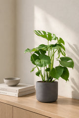 Monstera deliciosa kaufen — tropische Zimmerpflanze mit charakteristischen Blattschlitzen