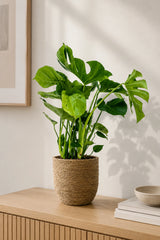 Monstera deliciosa kaufen — tropische Zimmerpflanze mit charakteristischen Blattfenstern