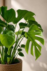 Monstera deliciosa Blattdetail — große gefensterte Blätter der Tropenpflanze