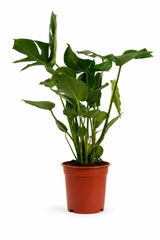 Monstera deliciosa als Zimmerpflanze — Tropical Vibes für Wohnzimmer und Büro