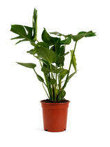 Fensterblatt (Monstera deliciosa) im Kulturtopf Ø 21 cm, ca. 60 cm hoch – freigestellt