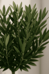 Olivenbaum Ø:22 H:100 cm