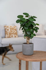Charlie Mocha Washed Finestgreen || Offenporige Oberfläche
