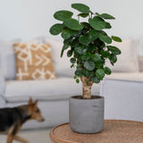 Charlie Mocha Washed Finestgreen || Offenporige Oberfläche