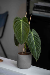 Charlie Mocha Washed Finestgreen || Abgebildete Größe: XS