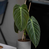 Charlie Mocha Washed Finestgreen || Abgebildete Größe: XS