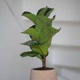 Patt Clay Washed Finestgreen || Abgebildete Größe: S