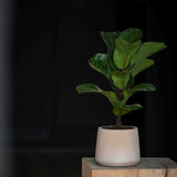 Patt Clay Washed Finestgreen