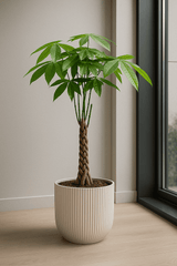 Pachira aquatica - Glückskastanie Ø:19 H:80 cm