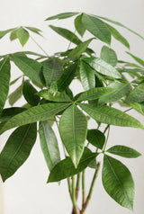 Pachira aquatica - Glückskastanie Ø:27 H:130 cm Finestgreen